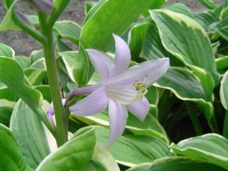 Hosta 'Fortunei Aureomarginata' geen maat specificatie 0,55L/P9cm - afbeelding 3