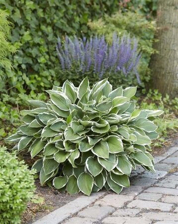 Hosta 'Francee' geen maat specificatie 0,55L/P9cm - afbeelding 5