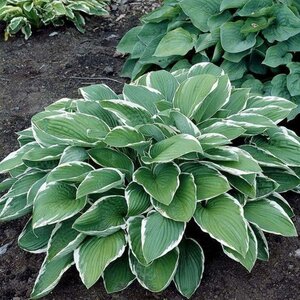 Hosta 'Francee' geen maat specificatie 0,55L/P9cm - afbeelding 6