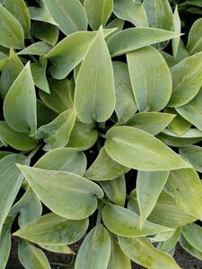 Hosta 'Halcyon' geen maat specificatie 0,55L/P9cm - afbeelding 5