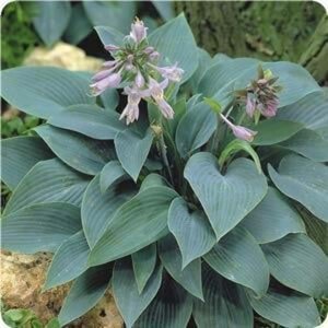 Hosta 'Halcyon' geen maat specificatie 0,55L/P9cm - afbeelding 4