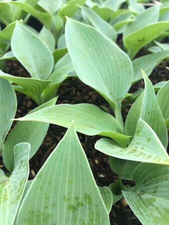 Hosta 'Halcyon' geen maat specificatie 0,55L/P9cm - afbeelding 6