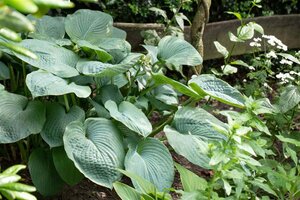 Hosta sieboldiana geen maat specificatie 0,55L/P9cm - afbeelding 1