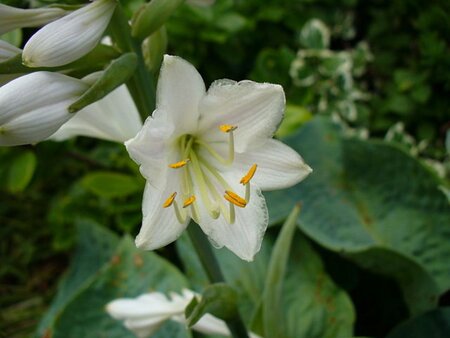 Hosta sieboldiana geen maat specificatie 0,55L/P9cm - afbeelding 2