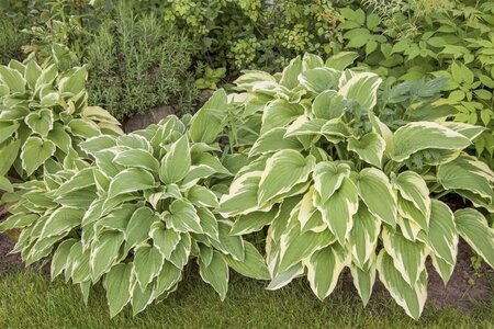 Hosta sieboldiana geen maat specificatie 0,55L/P9cm - afbeelding 3