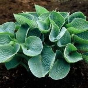 Hosta sieboldiana geen maat specificatie 0,55L/P9cm - afbeelding 4