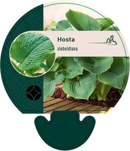 Hosta sieboldiana geen maat specificatie 0,55L/P9cm - afbeelding 5