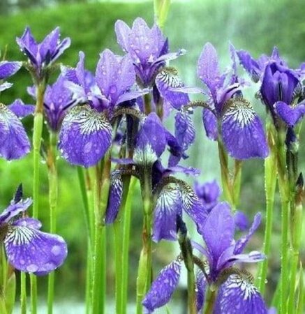 Iris sib. 'Blue King' geen maat specificatie 0,55L/P9cm - afbeelding 4