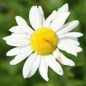 Leucanthemum vulgare geen maat specificatie 0,55L/P9cm - afbeelding 7