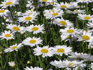 Leucanthemum vulgare geen maat specificatie 0,55L/P9cm - afbeelding 1