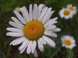 Leucanthemum vulgare geen maat specificatie 0,55L/P9cm - afbeelding 2