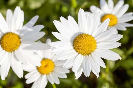 Leucanthemum vulgare geen maat specificatie 0,55L/P9cm - afbeelding 3