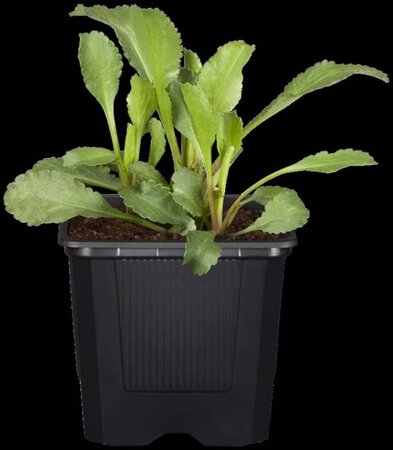 Leucanthemum vulgare geen maat specificatie 0,55L/P9cm - afbeelding 4