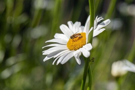 Leucanthemum vulgare geen maat specificatie 0,55L/P9cm - afbeelding 5