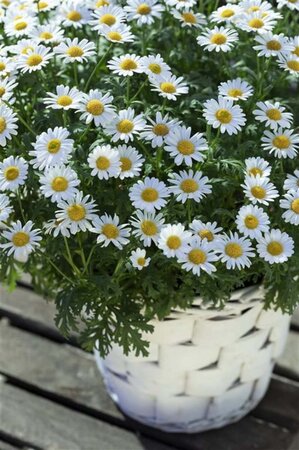 Leucanthemum vulgare geen maat specificatie 0,55L/P9cm - afbeelding 6