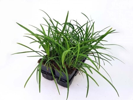 Liriope muscari 'Big Blue' geen maat specificatie 0,55L/P9cm - afbeelding 8