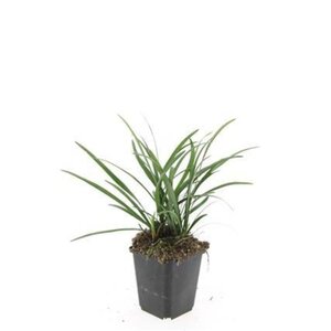 Liriope muscari 'Big Blue' geen maat specificatie 0,55L/P9cm - afbeelding 9