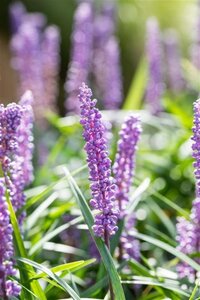 Liriope muscari 'Big Blue' geen maat specificatie 0,55L/P9cm - afbeelding 3