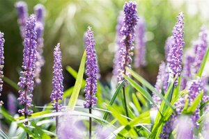 Liriope muscari 'Big Blue' geen maat specificatie 0,55L/P9cm - afbeelding 5