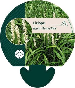 Liriope muscari 'Monroe White' geen maat specificatie 0,55L/P9cm - afbeelding 1