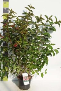 Lonicera c. 'Borealis' 70 cm vierkant 2L - afbeelding 2