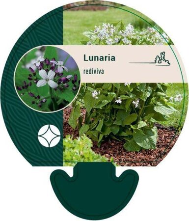 Lunaria rediviva geen maat specificatie 0,55L/P9cm