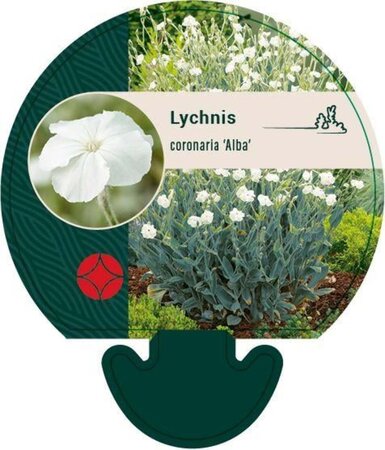 Lychnis coronaria 'Alba' geen maat specificatie 0,55L/P9cm