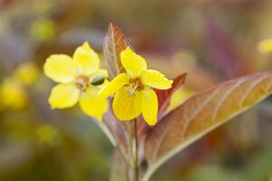 Lysimachia ciliata 'Firecracker' geen maat specificatie 0,55L/P9cm - afbeelding 1