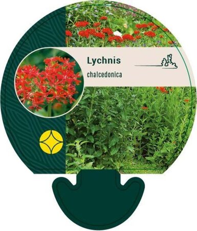 Lychnis chalcedonica geen maat specificatie 0,55L/P9cm - afbeelding 1