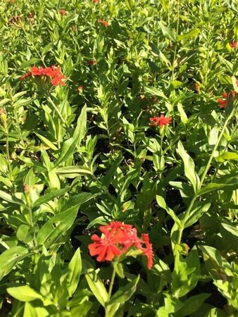 Lychnis chalcedonica geen maat specificatie 0,55L/P9cm - afbeelding 3