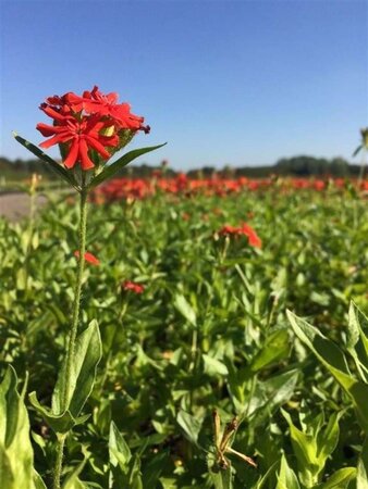 Lychnis chalcedonica geen maat specificatie 0,55L/P9cm - afbeelding 4