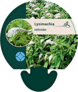 Lysimachia clethroides geen maat specificatie 0,55L/P9cm - afbeelding 2