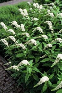 Lysimachia clethroides geen maat specificatie 0,55L/P9cm - afbeelding 3