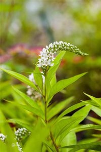 Lysimachia clethroides geen maat specificatie 0,55L/P9cm - afbeelding 1