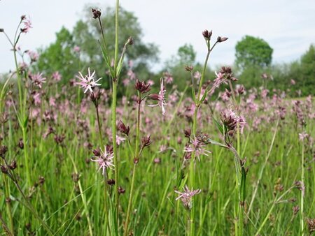 Lychnis flos-cuculi geen maat specificatie 0,55L/P9cm - afbeelding 1