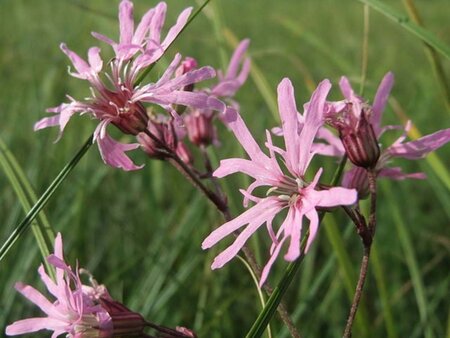 Lychnis flos-cuculi geen maat specificatie 0,55L/P9cm - afbeelding 2