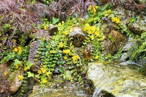 Lysimachia nummularia geen maat specificatie 0,55L/P9cm - afbeelding 3