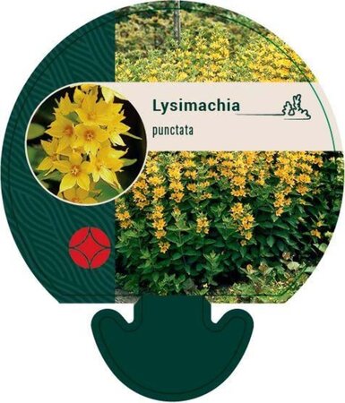 Lysimachia punctata geen maat specificatie 0,55L/P9cm - afbeelding 4