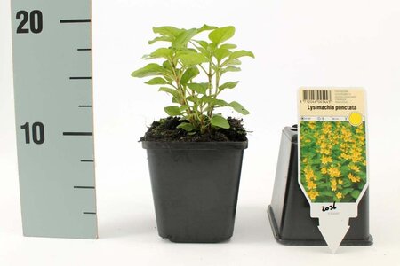 Lysimachia punctata geen maat specificatie 0,55L/P9cm - afbeelding 5