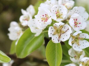 Malus d. 'Alkmene' enkelUmetrek BR - image 1