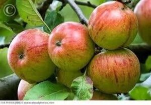 Malus d. 'Cox's Orange Pippin' 10-12 Hoogstam wortelgoed - afbeelding 2