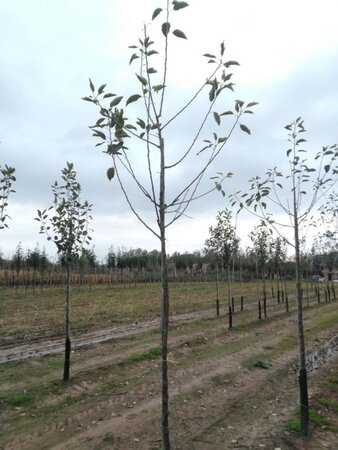 Malus d. 'Cox's Orange Pippin' 8-10 Hoogstam wortelgoed - afbeelding 2