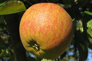 Malus d. 'Cox's Orange Pippin' 8-10 Hoogstam wortelgoed - afbeelding 1