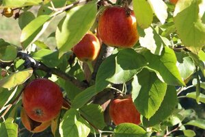 Malus d. 'Geheimrat Dr Oldenburg' 16-18 Hoogstam draadkluit 3 X verplant