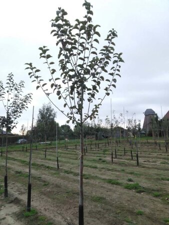 Malus d. 'Geheimrat Dr Oldenburg' 8-10 Hoogstam wortelgoed - afbeelding 2