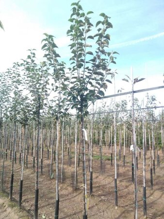 Malus d. 'Geheimrat Dr Oldenburg' 8-10 Hoogstam wortelgoed - afbeelding 3