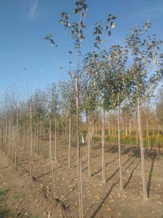 Malus d. 'Geheimrat Dr Oldenburg' 8-10 Hoogstam wortelgoed - afbeelding 4