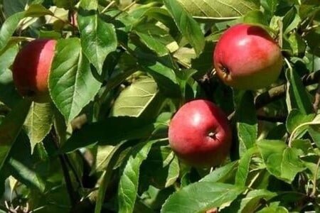 Malus d. 'Gloster' 14-16 Hoogstam draadkluit 2 X verplant