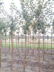 Malus d. 'Jacques Lebel' 14-16 Hoogstam wortelgoed 2 X verplant - afbeelding 2