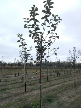 Malus d. 'Kaiser Wilhelm' 8-10 Hoogstam wortelgoed - afbeelding 5